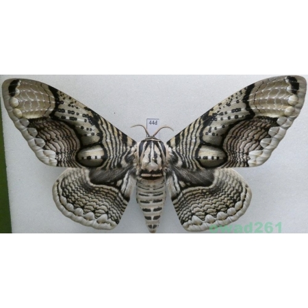 Brahmaea hearseyi White, 1862 male ex. ovo China 117mm44d